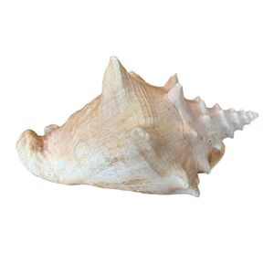 Large Pink Queen Conch Seashell Shell Beach House Decor 8”x4” Boho Ocean